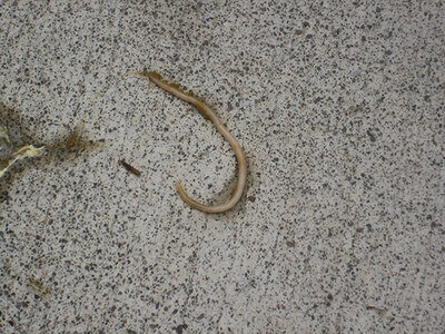 Κώστας Ιωάννου